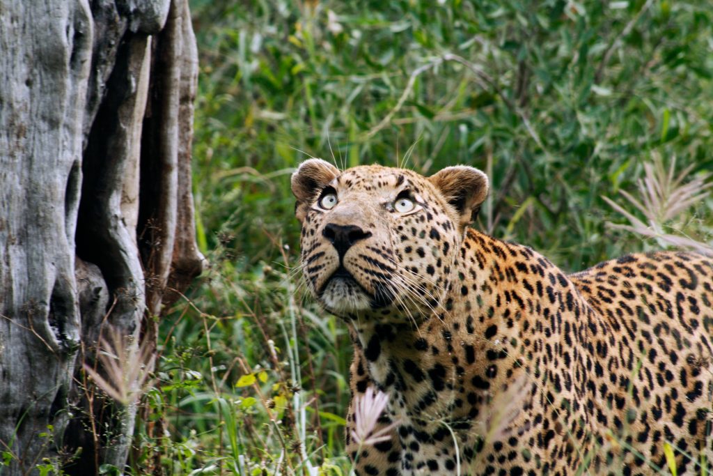 CM Travels, Safari, Leopard, Big 5,