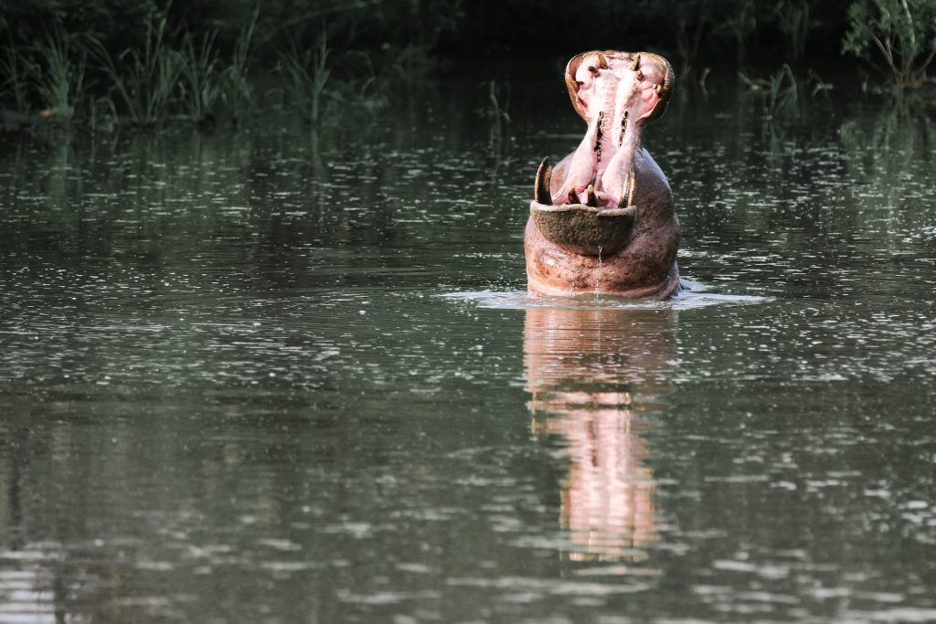 CM Travels: Deeper Travel | Hippo | Wildlife | Nature | Africa | Wildlife Photography |