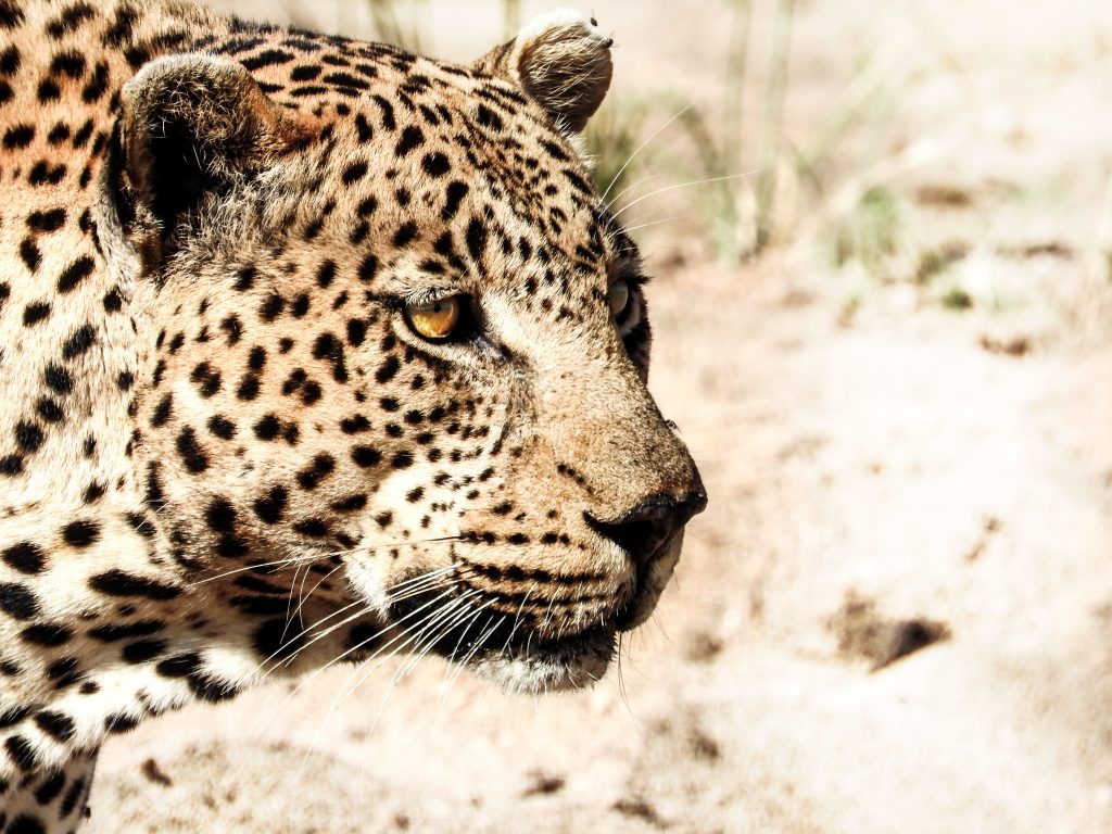 Safari-Leopard-treehouse-Africa-Photo-Safari-CM-Travels-Big-Cat-Week