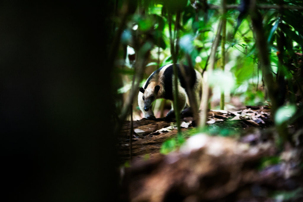 CM Travels: Costa Rica | Collared Anteater