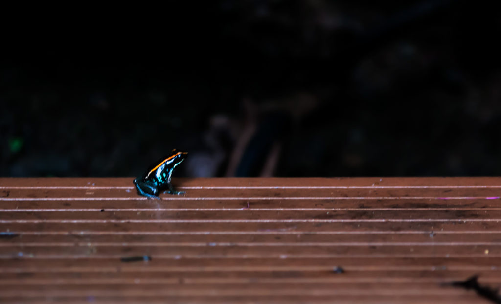 CM Travels: Costa Rica | Golfo Dulce Poison Frog