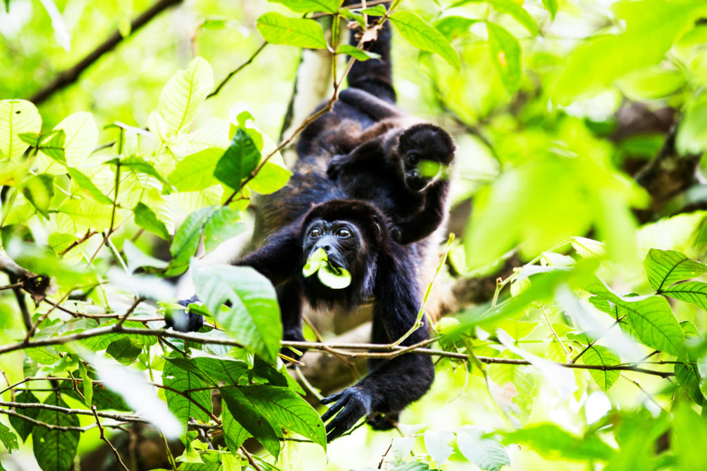 CM Travels: Costa Rica | Howler Monkey with infant