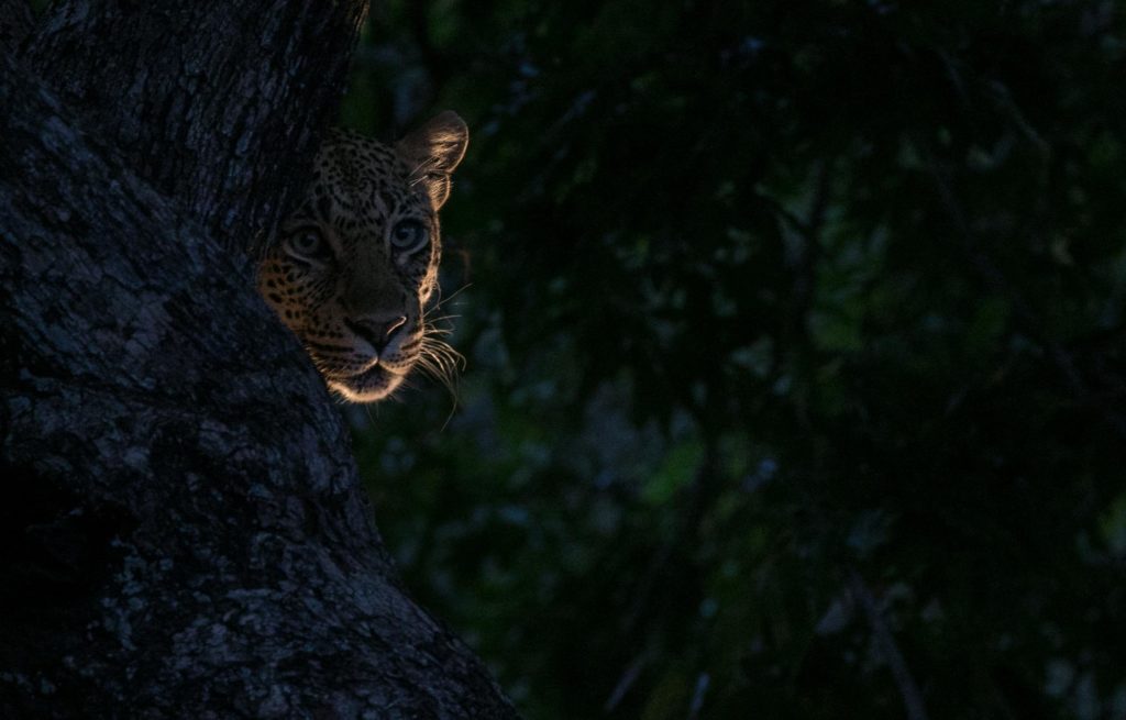 CM Travels: Leopardess | Wildlife | Nature | Wildlife