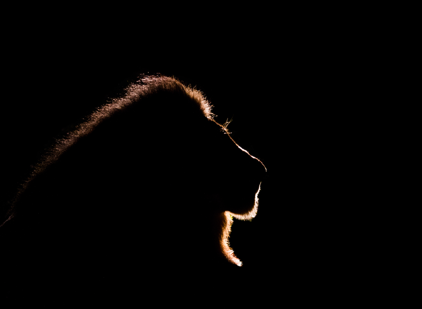 Wildlife-Lion-Africa-Safari-Callum-Gowar-Back-Lighting-Fine-Art-Fotografie