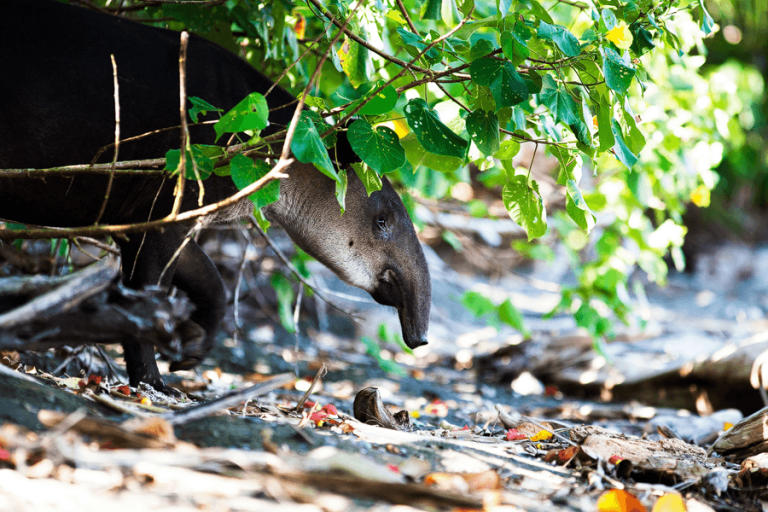 Tapir-citsa-rica-naturstrand-wildlife-photographie