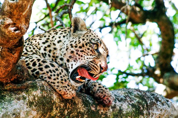 Südafrika Safari – Leopard