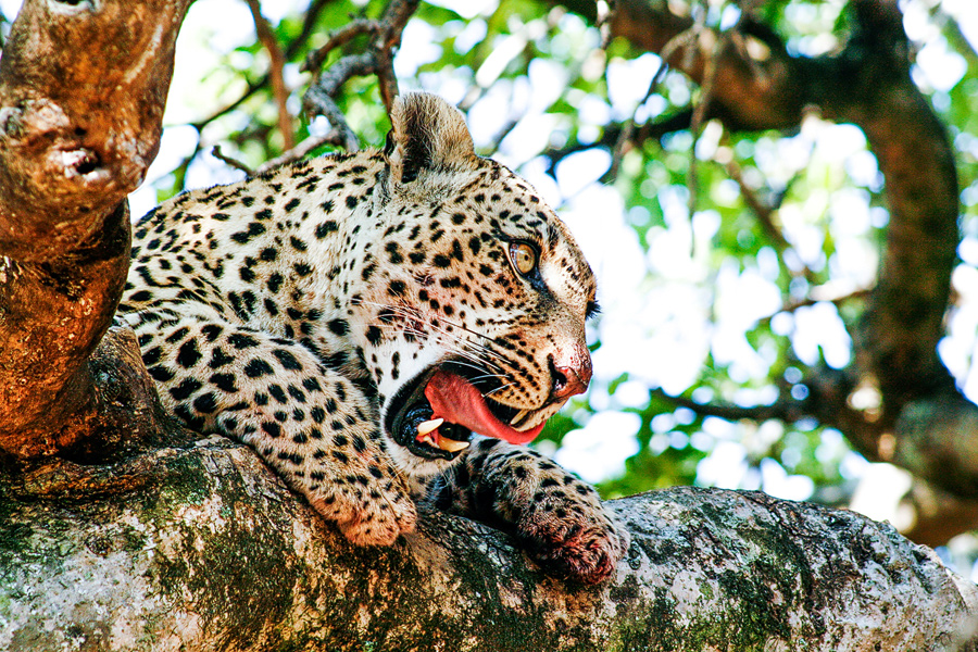 CM-Travels-leopard-licking-lips-south-africa-Safari-Wildlife-Nature-Luxury-Travel-Photography