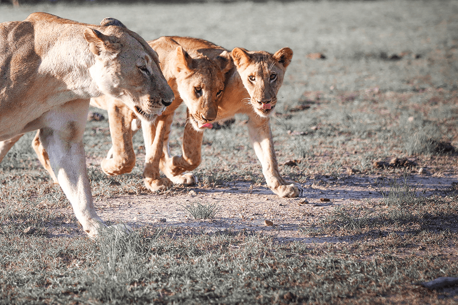 Lion-Safari-Wildlife-Nature-Luxury-Travel-Photography-CM-Travels-cubs