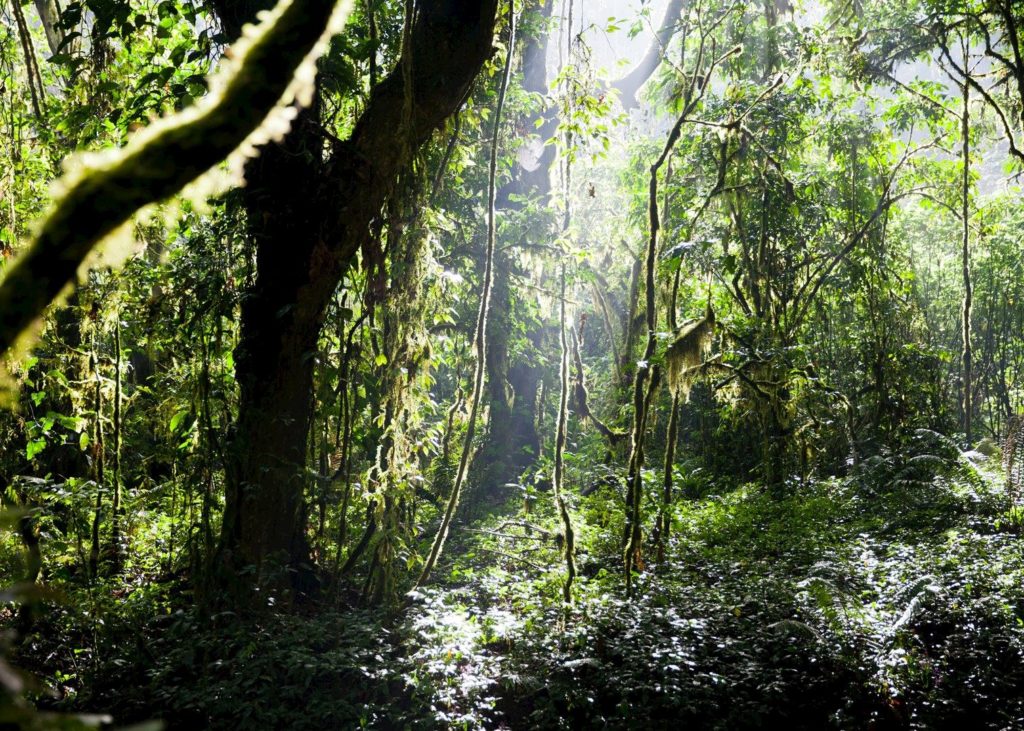 CM Travels | Bwindi Impenetrable Forest |