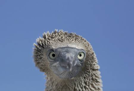 CM Travels | Blue footed booby | sula nebouxii | immature head portrait elizabeth bay isabela galapagos islands ecuador