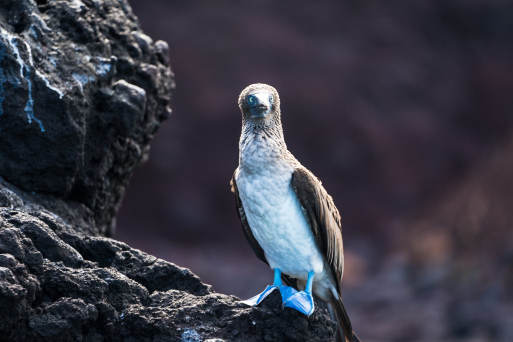 CM Travels | Galapagos | Blue Footed Boobies