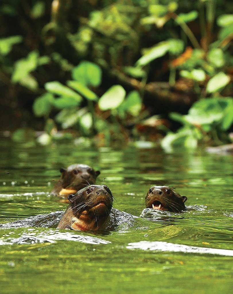 CM Travels | Ecuador | Giant Otters | Napo Wildlife Center