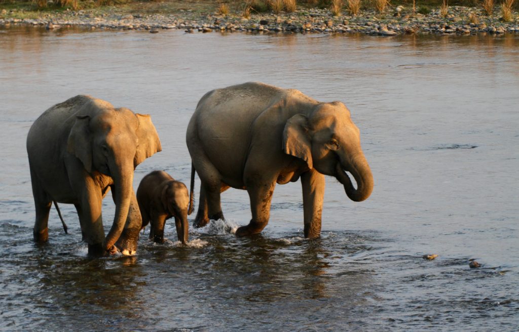 CM Travels | India | Elephant