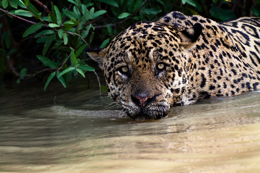 Jaguar Safari – Jaguar im Wasser