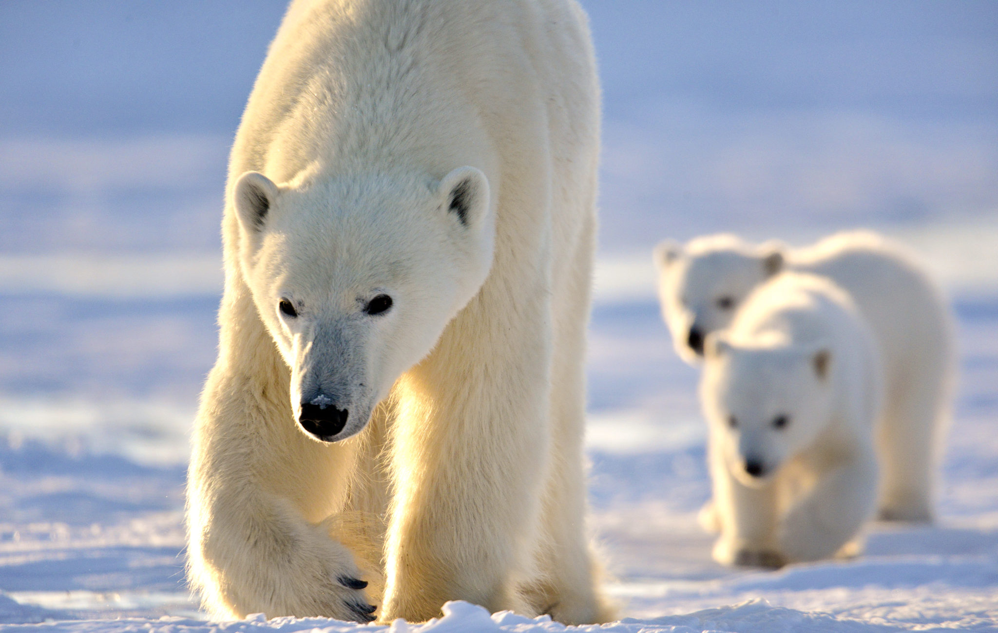 CM Travels | Canada | Polar Bear Lodge_ by Michelle Valberg _MV83873