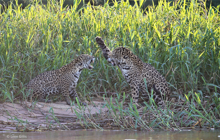 Jaguar Safari – Zwei Jaguare am Flussufer