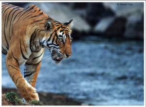 CM Travels | Tiger | Ranthambore