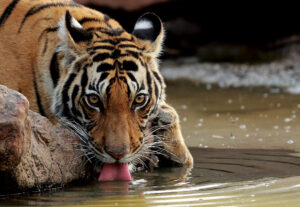 CM Travels - India Tiger drinking