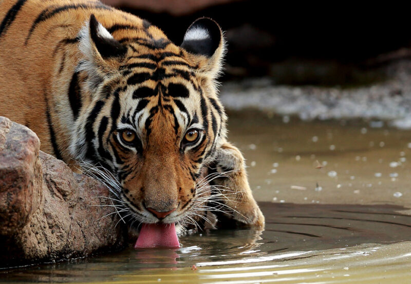 Tigersafari – trinkender Tiger