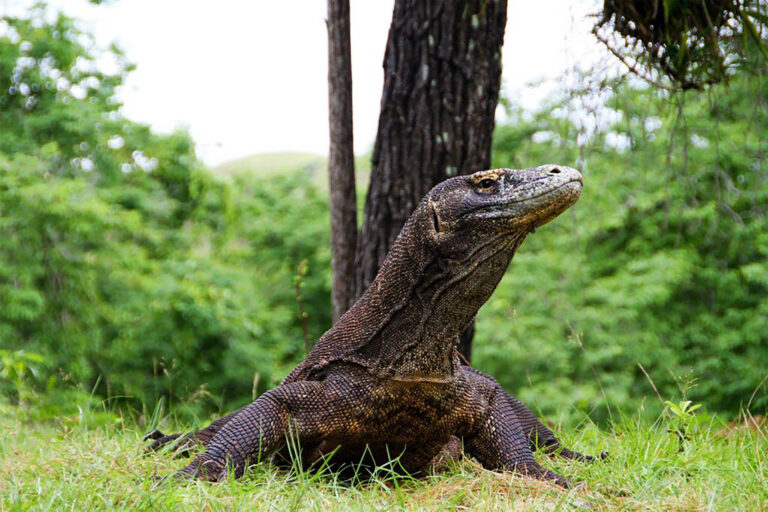 Komodo-Dragon-Portrait-nature-wildlife-photography