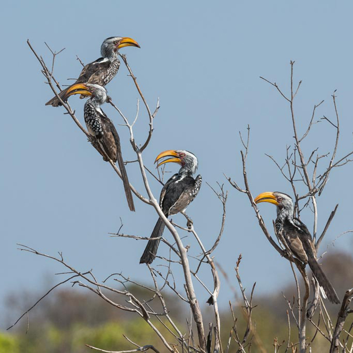 Machaba-Safaris-verneys-camp-yellow-billed-hornbill