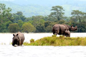 Indian-Rhinos-in-Kazaringa-National-Park-India-nature-wildlife-travel