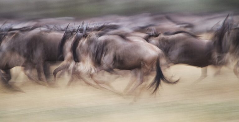 cm-travels-tanzania-wildlife-nature-serian-serengeti-camp-wildebeest-migration-cross-the-mara-with-blur-motion