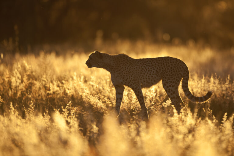 cheetah-okonjima-bushcamp-namibiacamps-nature-cm-travels-africat-foundation