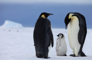 cm-travels-antartica-wildlife-nature-white-desert-camp-emperor-penguins-ulitmate-luxury-private-colony-father-leaving