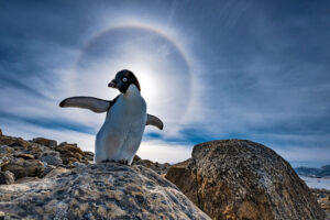 cm-travels-antartica-wildlife-nature-white-desert-camp-emperor-penguins-ulitmate-luxury-private-chin-strap