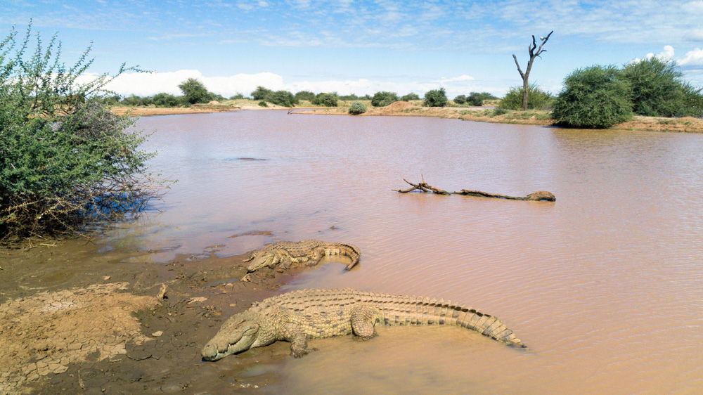 erindi-old-traders-lodge-cm-travels-namibia-wildlife-nature-safari-camp-crocodiles