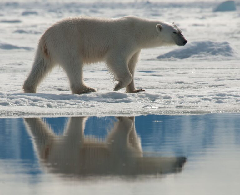 cm-travels-artic-wildlife-nature-polar-bear-ulitmate-luxury-svarlbard-reflection