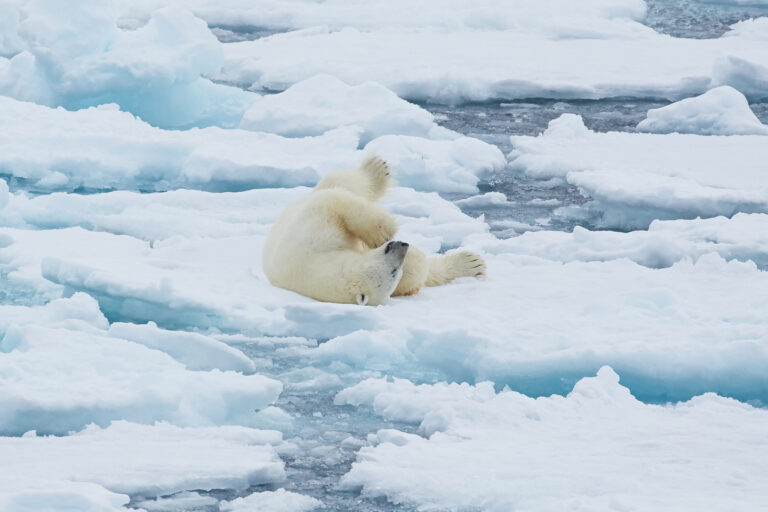 Spitzbergen Reisen – spielender Eisbär