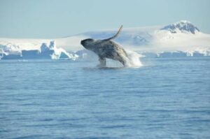 cm-travels-antartica-wildlife-nature-emperor-penguins-ulitmate-luxury-private-south-pole-whale-breaching