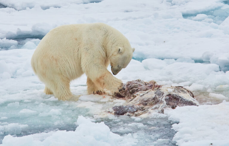cm-travels-artic-wildlife-nature-polar-bear-ulitmate-luxury-svarlbard-polar-bear-kill