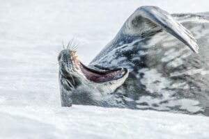 cm-travels-antartica-wildlife-nature-emperor-penguins-ulitmate-luxury-private-south-pole-leopard-seal