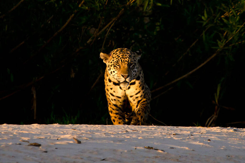 Jaguar-Safari-Wildlife-Natur-Luxus-Reisen-Fotografie-CM-Reisen-Jaguar-male