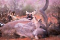 The-Motse-tswalu