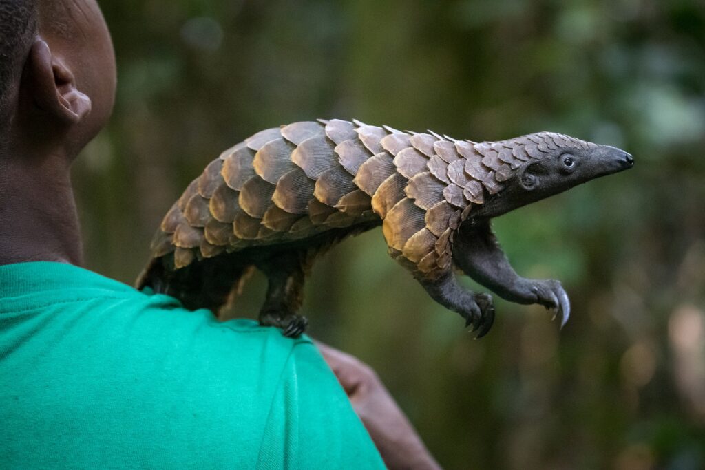 cmtravels-nature-travel-black-bellied-pangolin