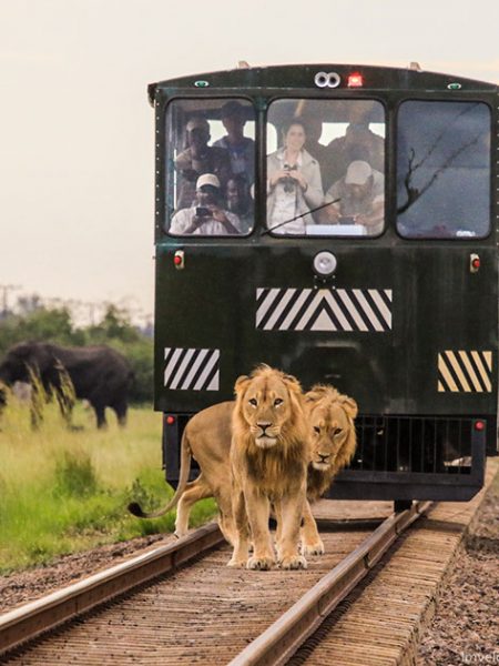 cm-travels-zimbabwe-wildlife-nature-imvelo-safaris-lions-train