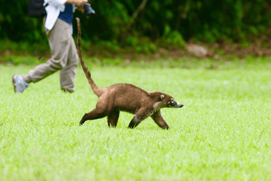 Coati-Costa Rica - Natur - Wildtiere - Fotografie