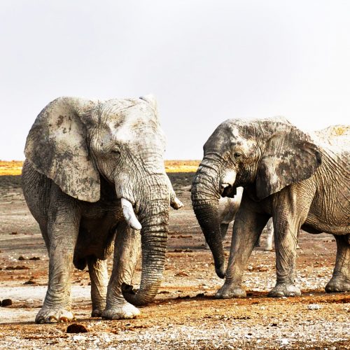 CM Travels | Namibia | Elephants