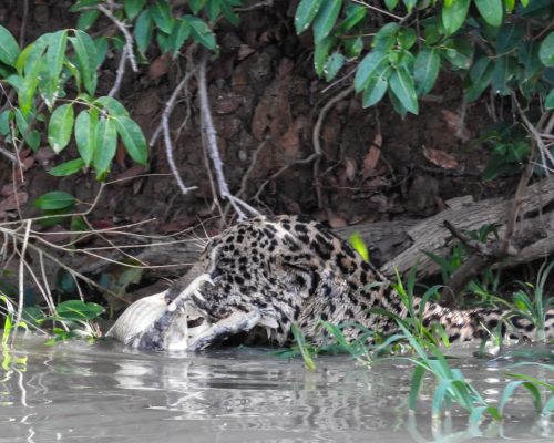 CM Travels | Brazil | Jaguar with Caiman kill