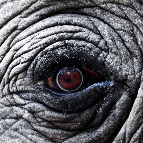 Elefanten-Auge-Wildlife-Reisen-Safari-Natur-big5-Reisen