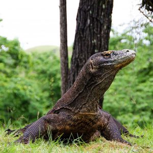 Komodo-Dragon-Portrait-nature-wildlife-photography