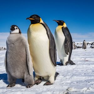 cm-travels-antartica-wildlife-nature-white-desert-camp-emperor-penguins-ulitmate-luxury-private-family-group
