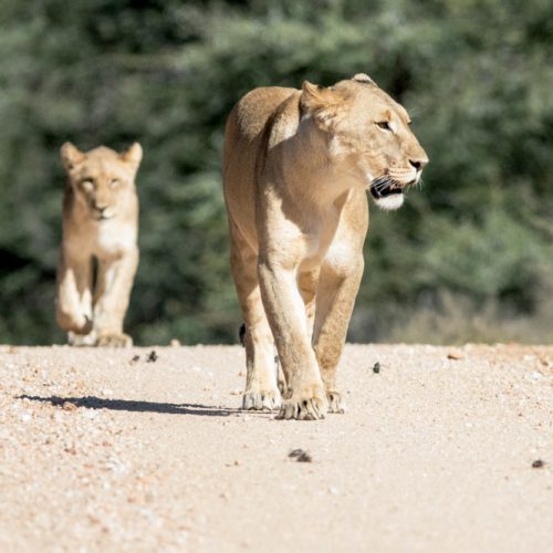 erindi-old-traders-lodge-cm-travels-namibia-wildlife-nature-safari-camp-lioness