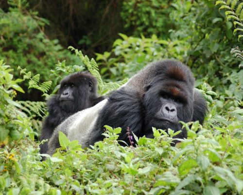 CM Travels | Uganda | gorilla silver back | Annie Graham