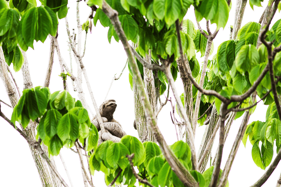 Sloth- Costa Rica- Natur - Tierwelt - Fotografie