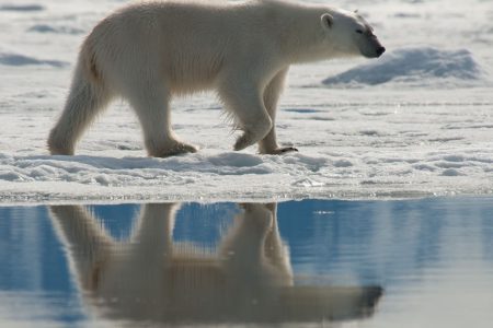 cm-travels-artic-wildlife-nature-polar-bear-ulitmate-luxury-svarlbard-reflection